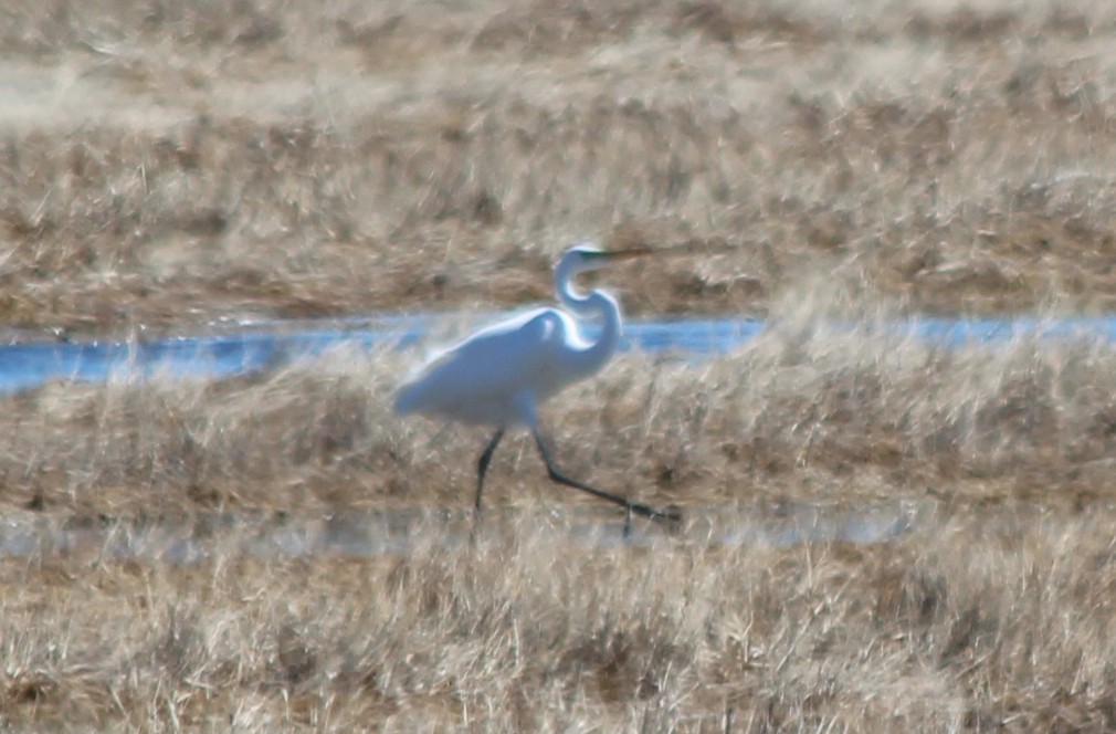Great Egret - cammy kaynor