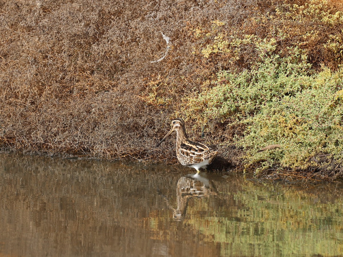 Common Snipe - ML540148951