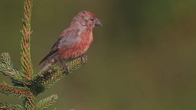 Red Crossbill (Appalachian or type 1) - ML540149661