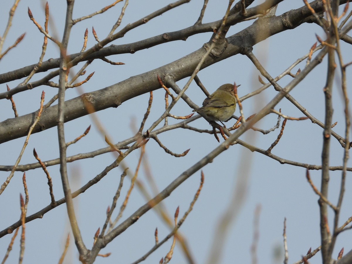 Common Chiffchaff (Siberian) - ML540150191