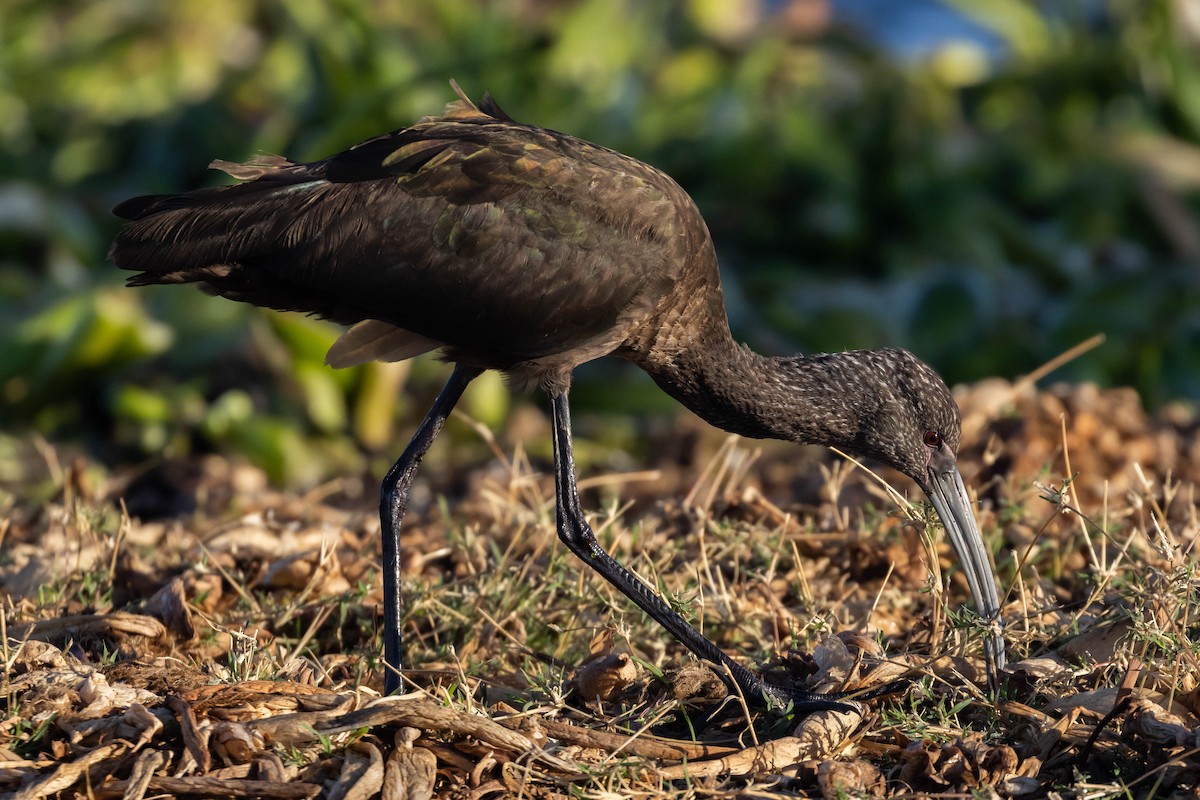 ibis americký - ML540151181