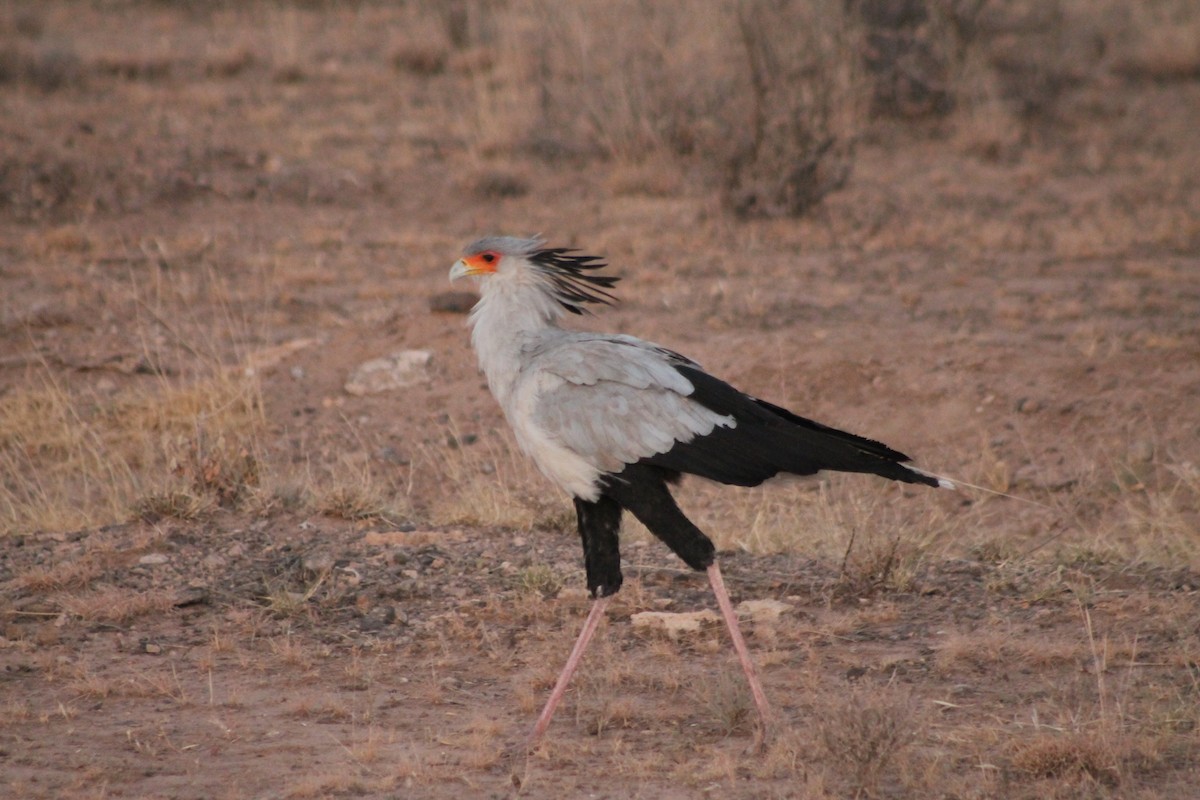 Secretarybird - ML540152121