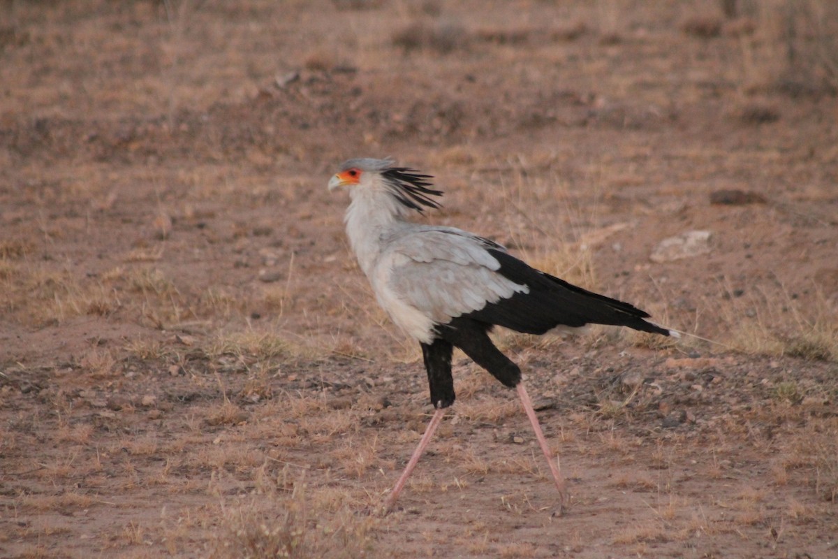 Secretarybird - ML540152131