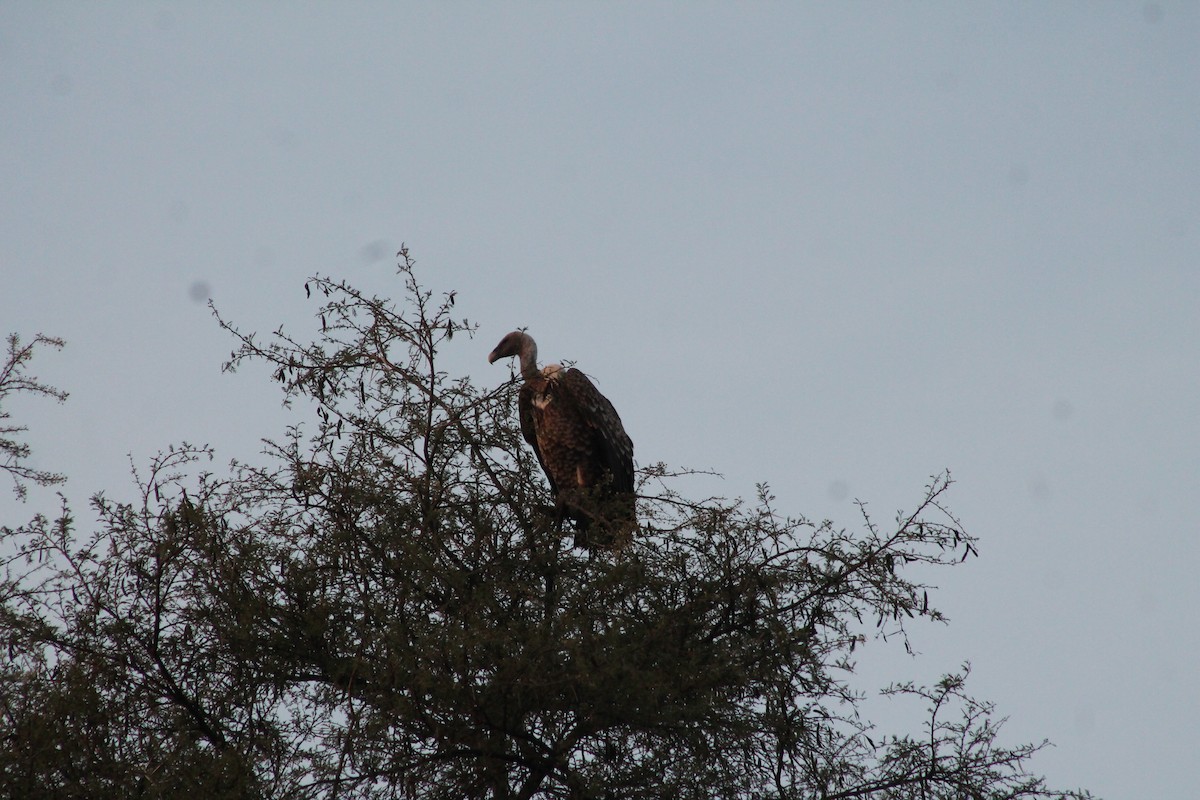 Rüppell's Griffon - ML540152741