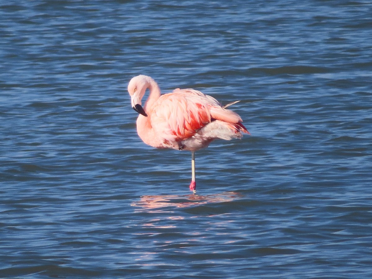 Chilean Flamingo - ML540153381