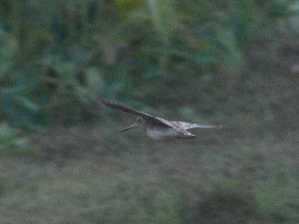 Pin-tailed Snipe - ML540154541