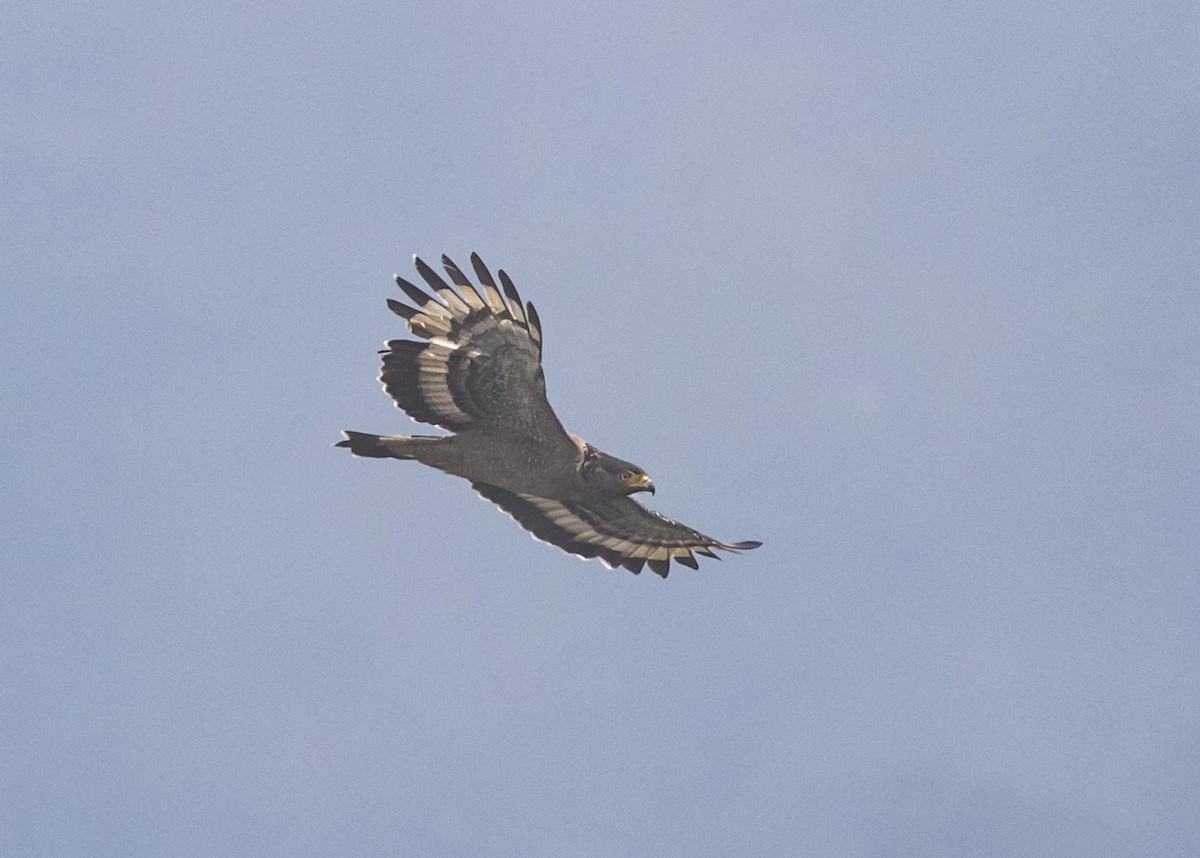 Crested Serpent-Eagle - ML540155721