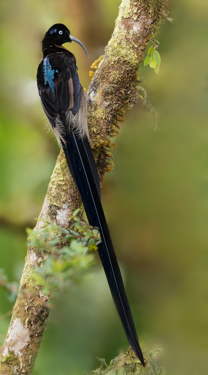 Brown Sicklebill - ML540155741