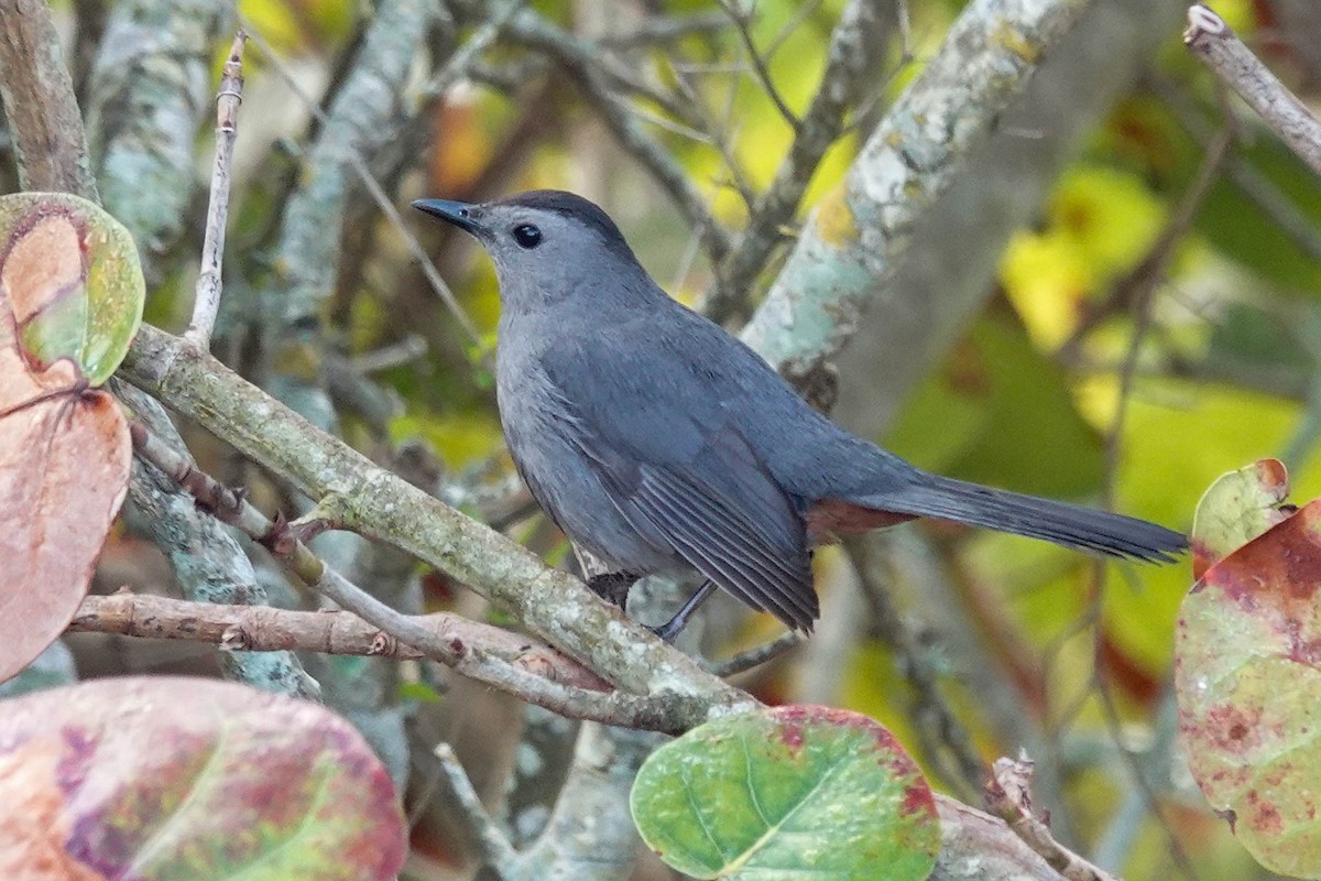 Gray Catbird - ML540156601