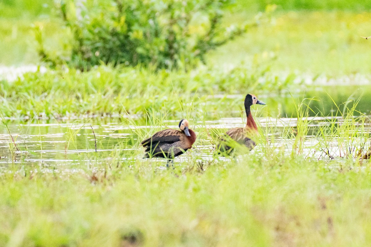 White-faced Whistling-Duck - ML540156741