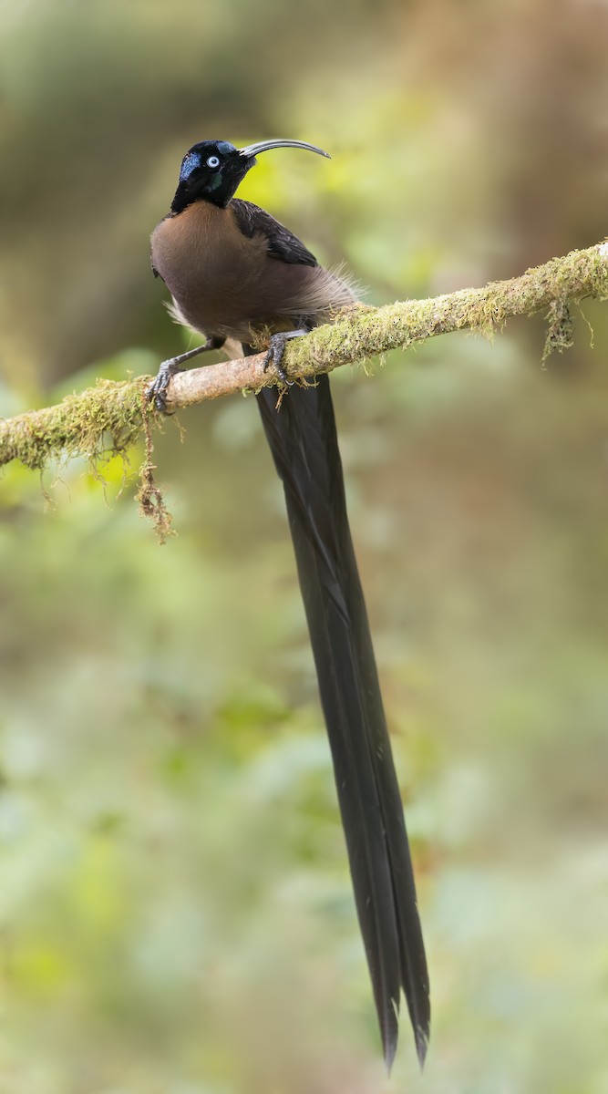 Brown Sicklebill - ML540157191