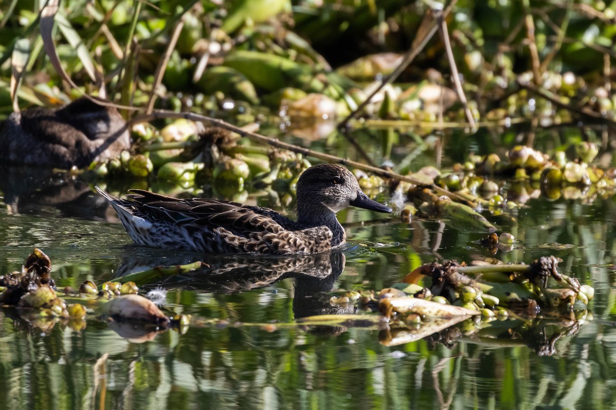 Green-winged Teal - ML540158041