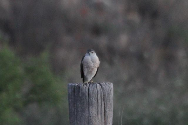 Sharp-shinned Hawk - ML54015931