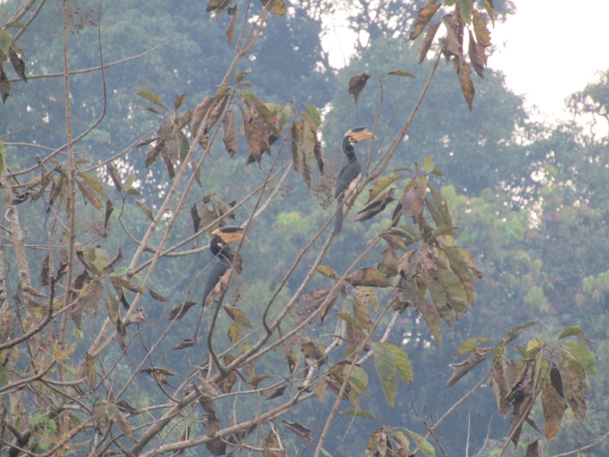 Malabar Pied-Hornbill - ML540159391