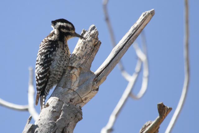 Ladder-backed Woodpecker - ML54015941