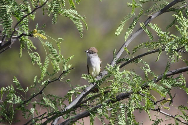 Ash-throated Flycatcher - ML54015951