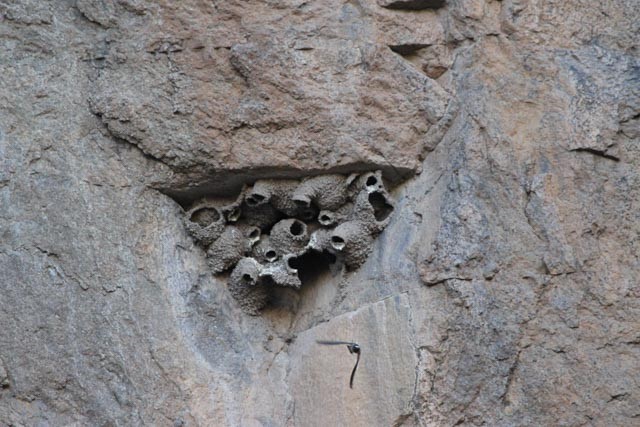 Cliff Swallow - ML54016011