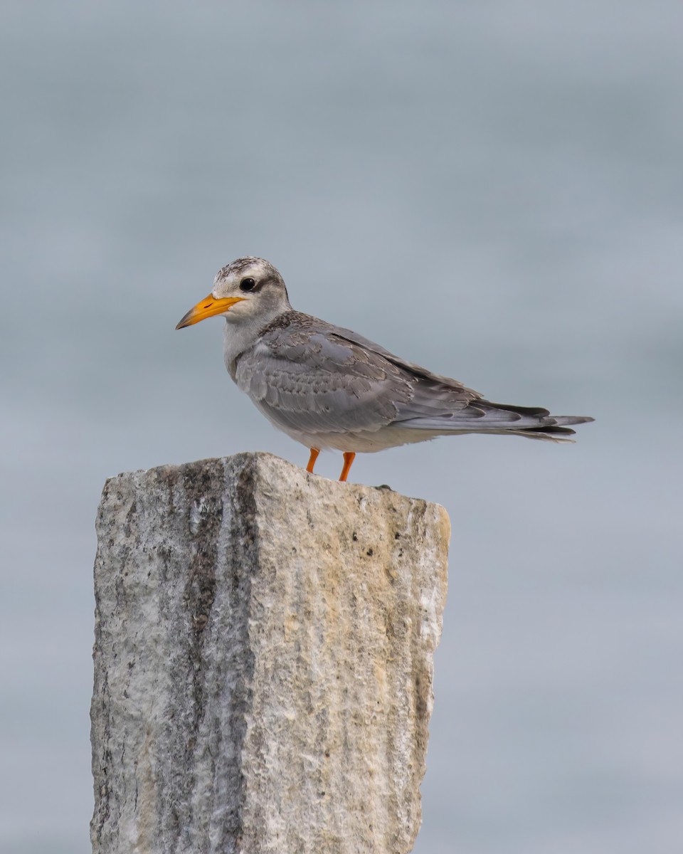 River Tern - Sri Teja