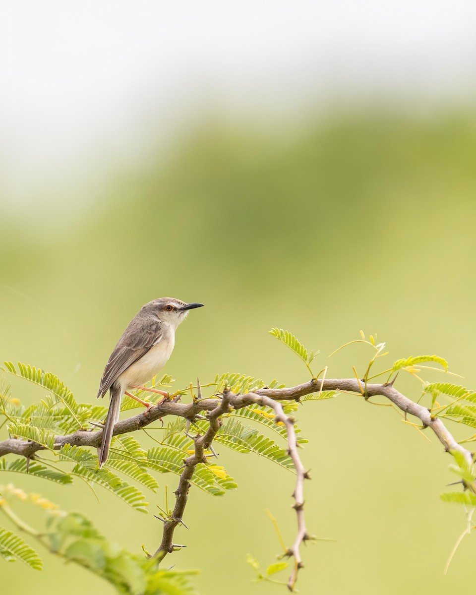 Plain Prinia - ML540160491