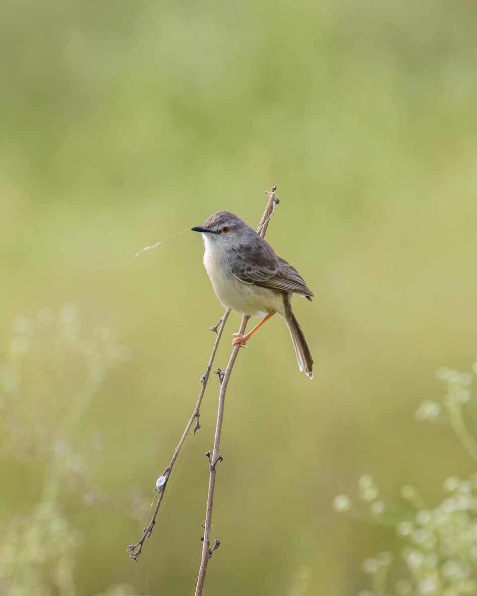 Plain Prinia - Sri Teja