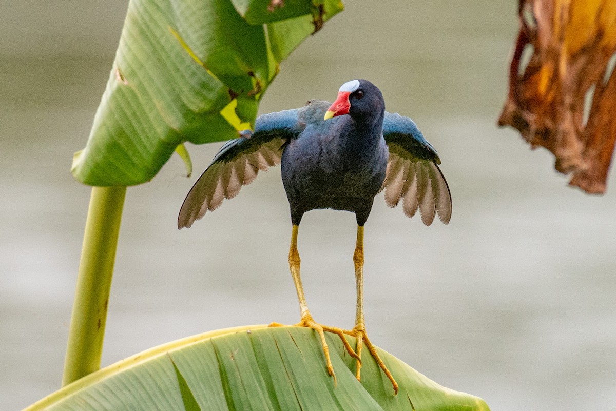 Purple Gallinule - ML540160721