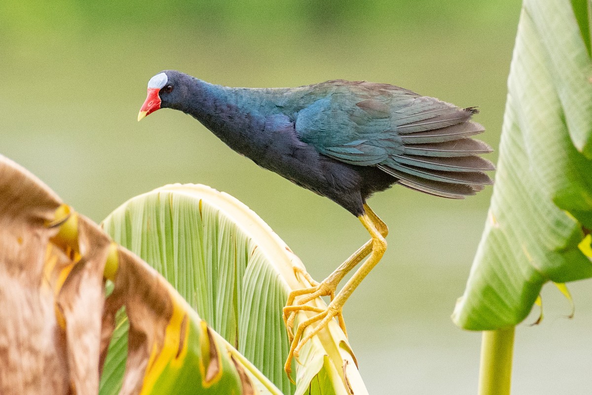 Purple Gallinule - ML540160731