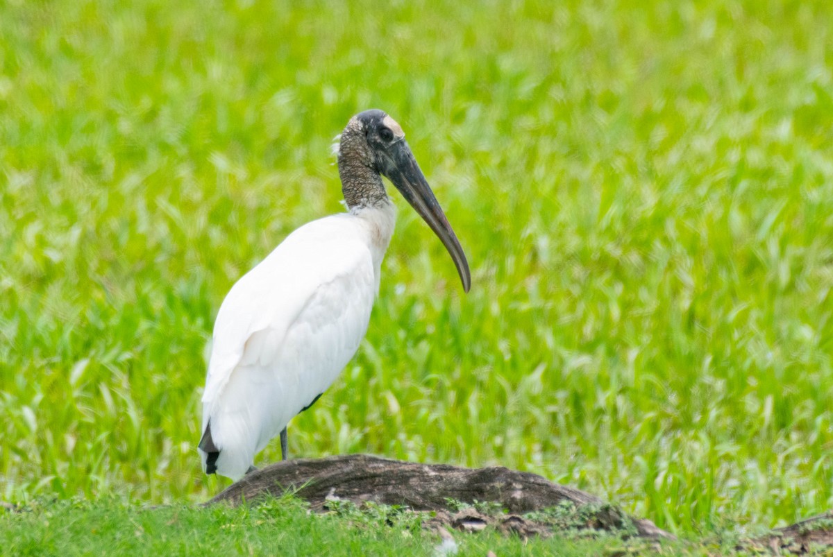 Wood Stork - ML540160931