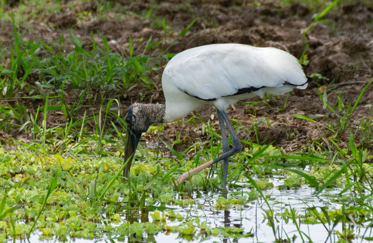 Wood Stork - ML540160951