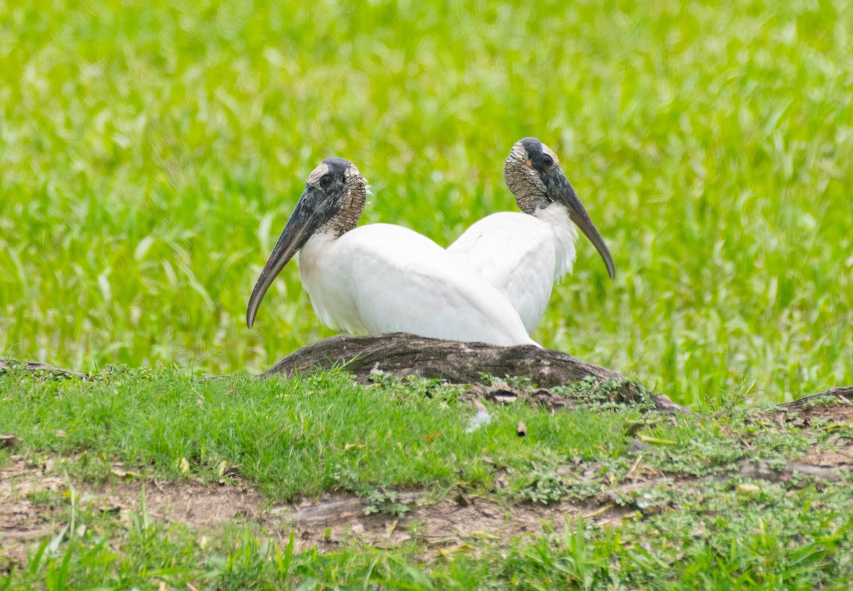 Wood Stork - louis bijlmakers