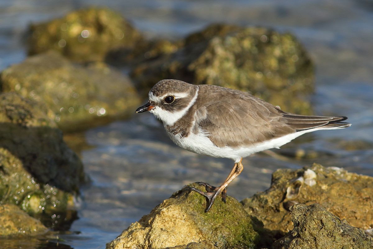 Semipalmated Plover - Vince Capp