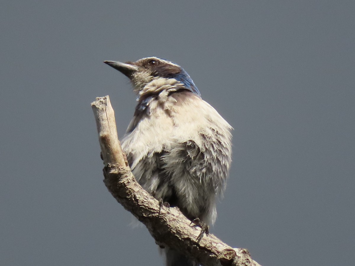 California Scrub-Jay - ML540161401