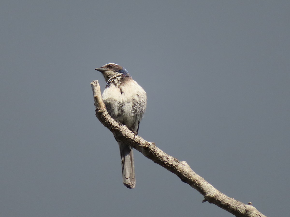 California Scrub-Jay - ML540161411