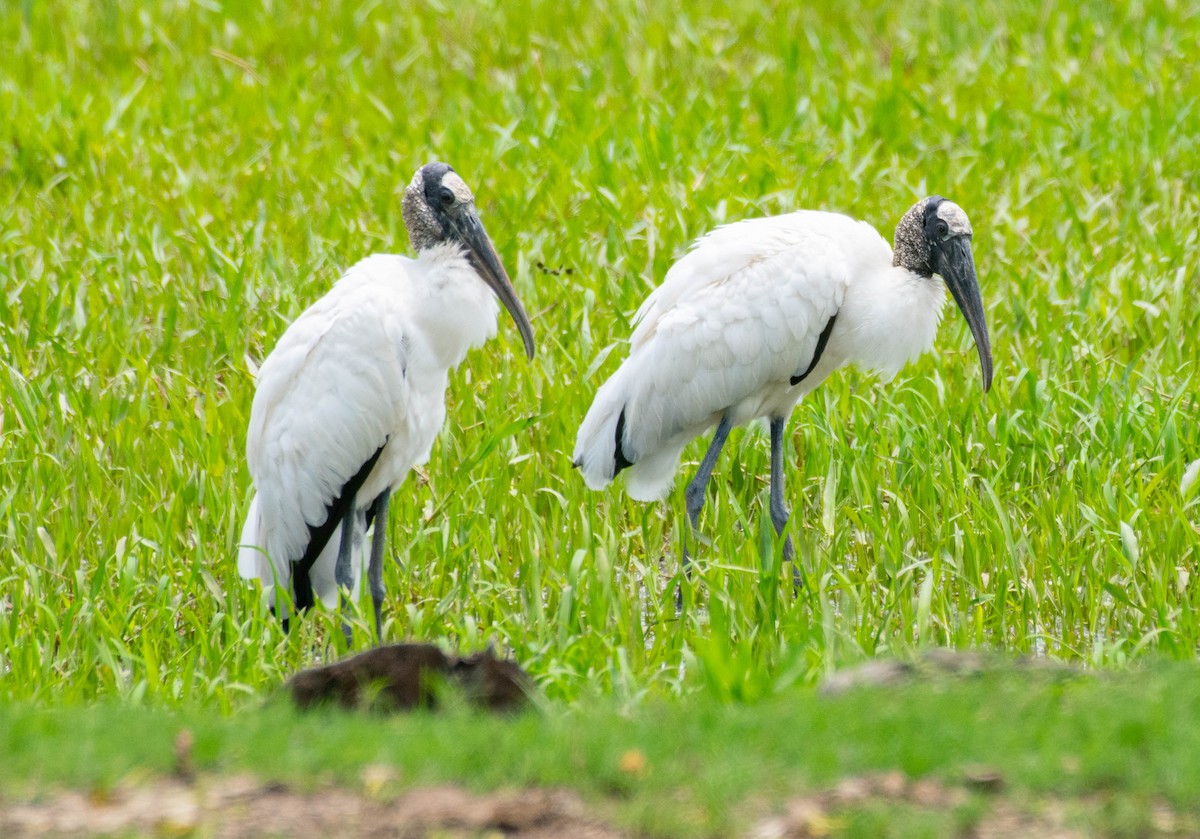 Wood Stork - ML540161551