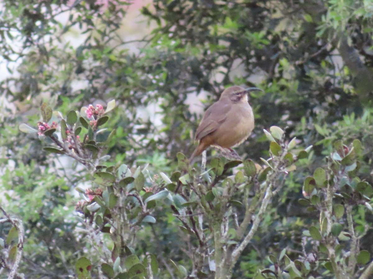 California Thrasher - ML540161581