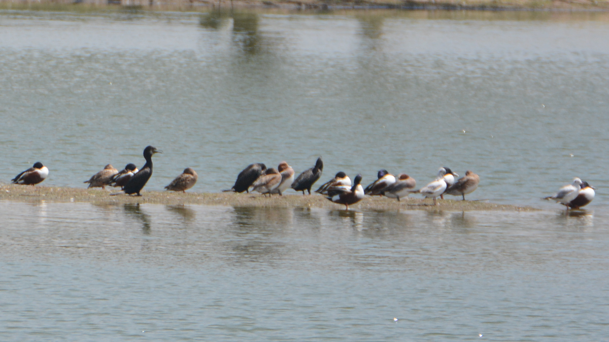 Northern Shoveler - ML540161601