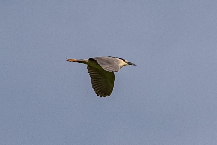 Black-crowned Night Heron - ML540162601