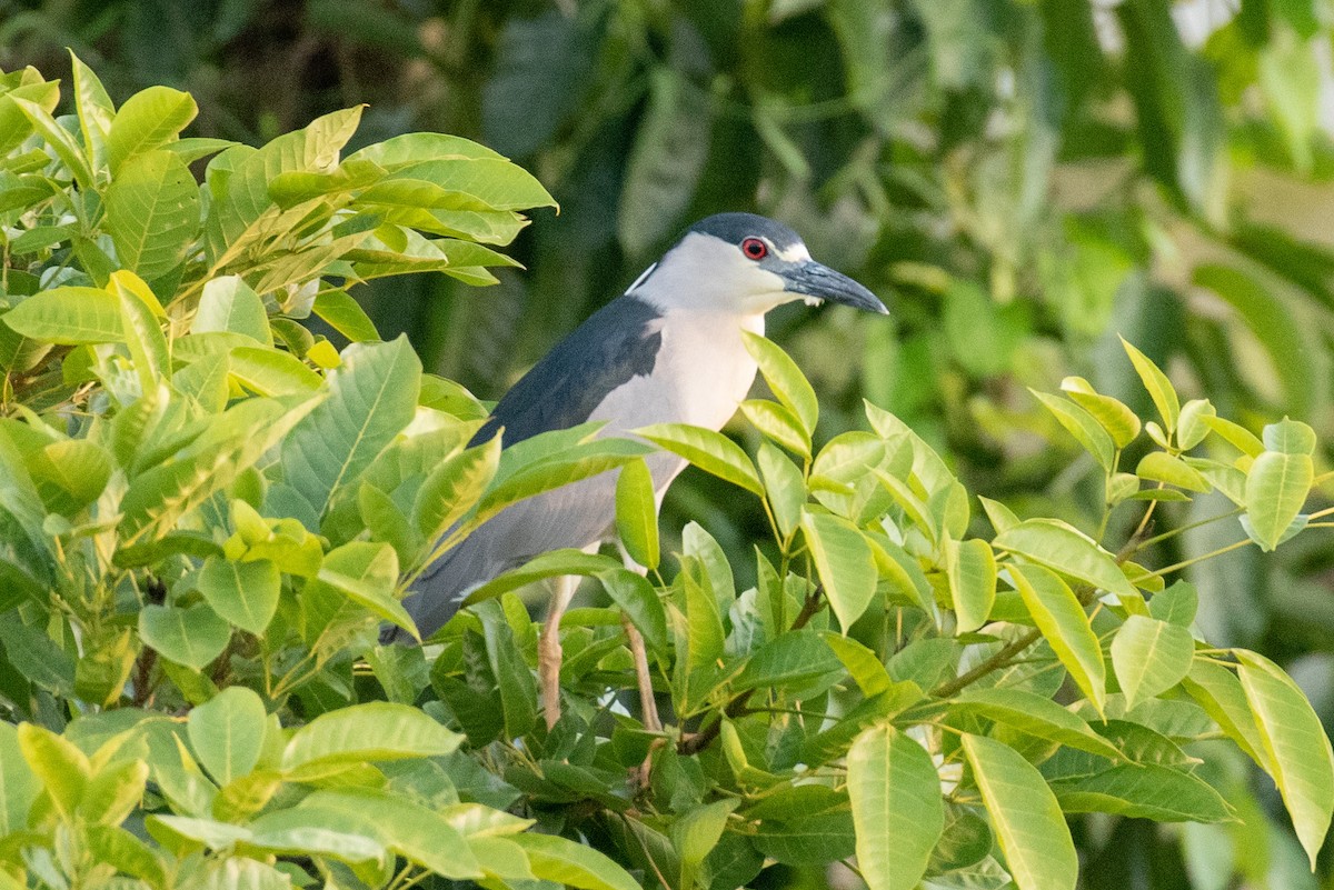 אנפת לילה - ML540162701