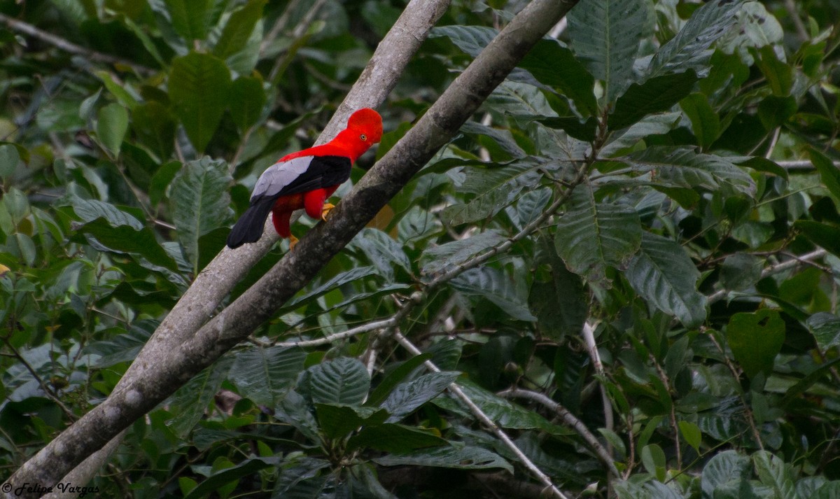 skalňák andský - ML54016351