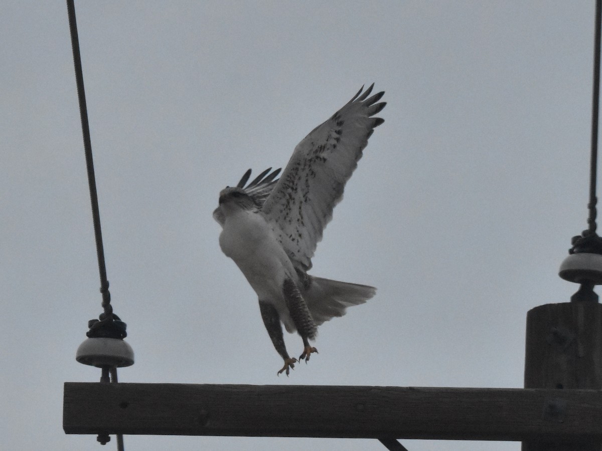 Ferruginous Hawk - ML540163741