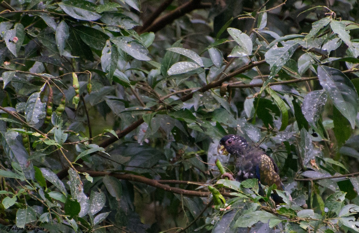 amazónek bronzovokřídlý - ML54016381