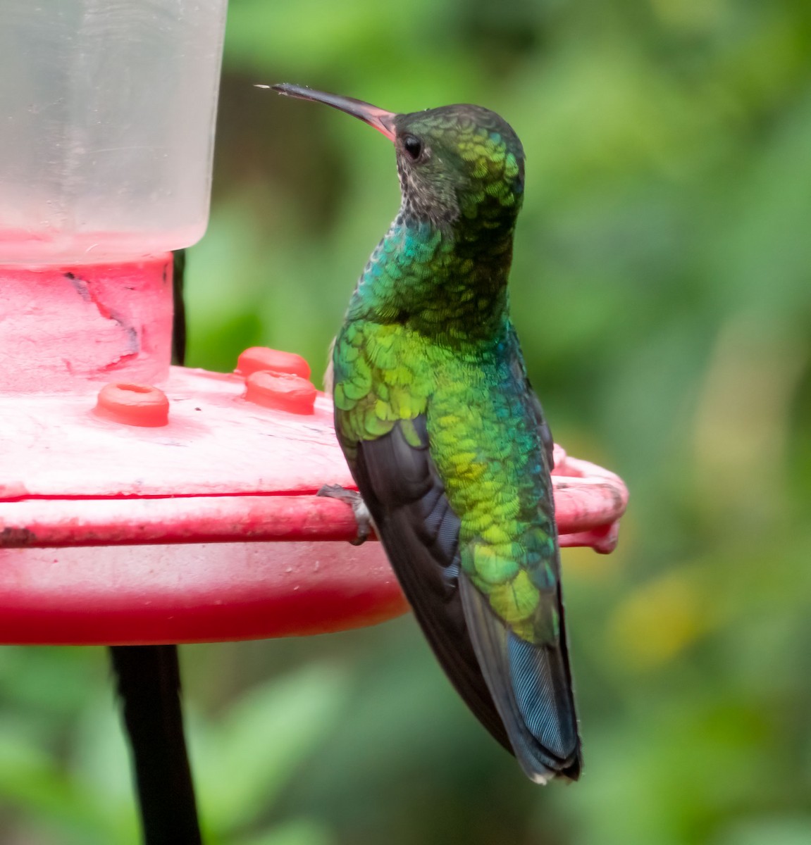 kolibřík modrohlavý - ML540164791