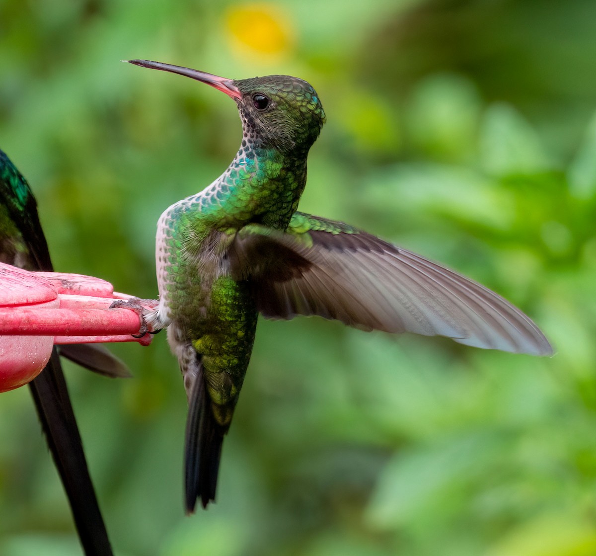 kolibřík modrohlavý - ML540164801