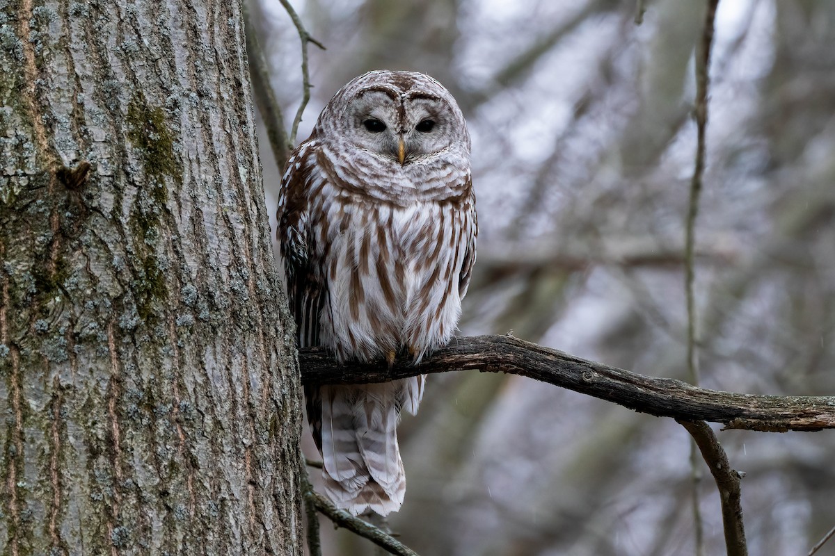 Barred Owl - ML540165281