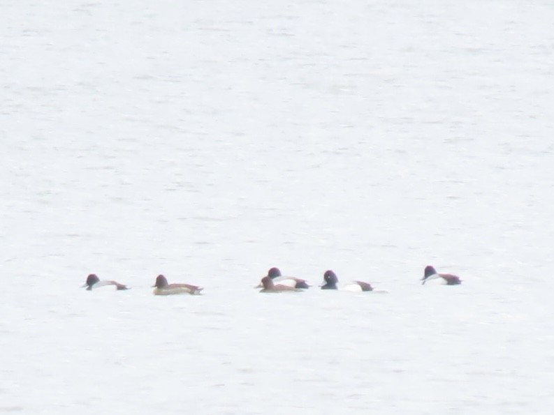 Lesser Scaup - ML540165291