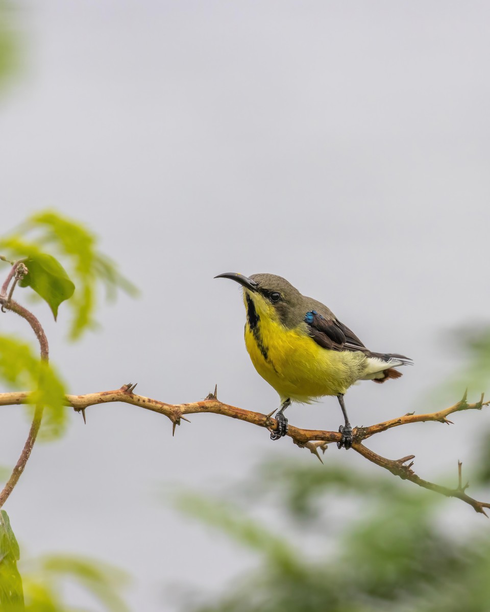 Purple Sunbird - Sri Teja