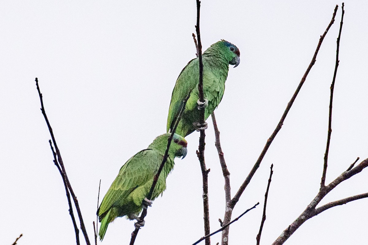 Festive Parrot - louis bijlmakers