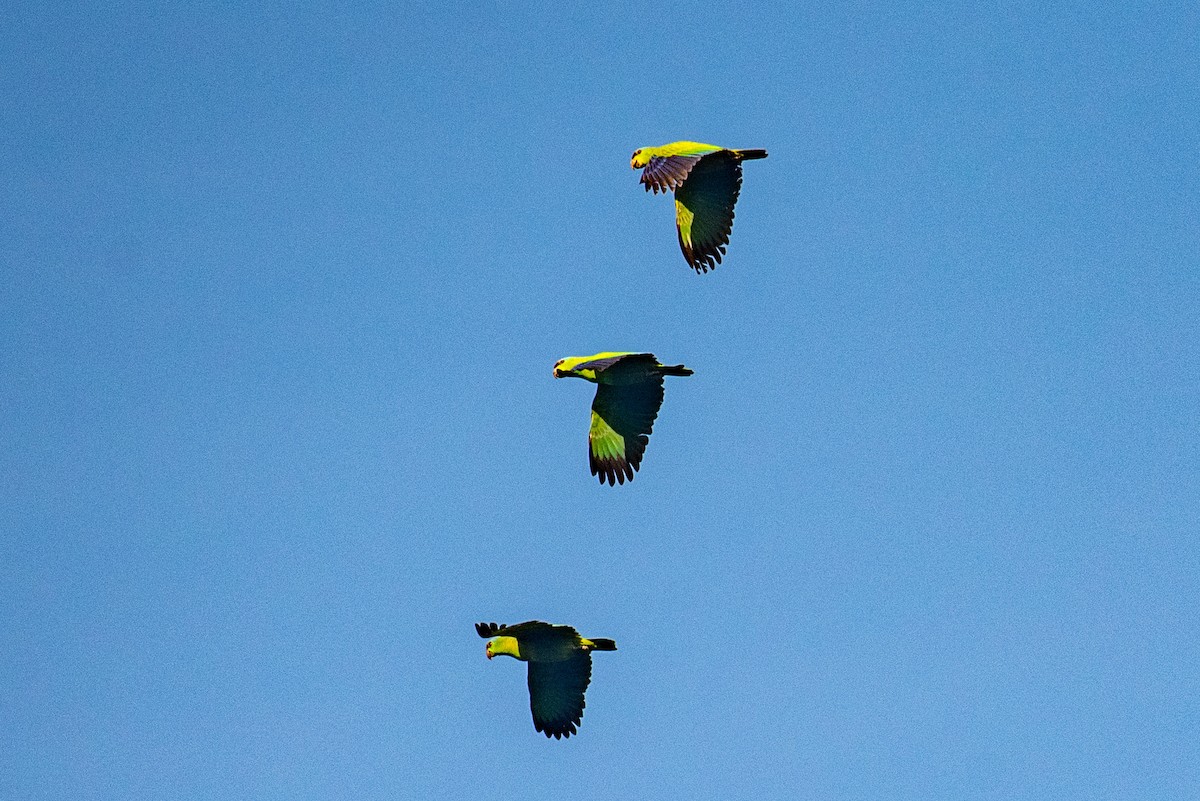 Festive Parrot - louis bijlmakers