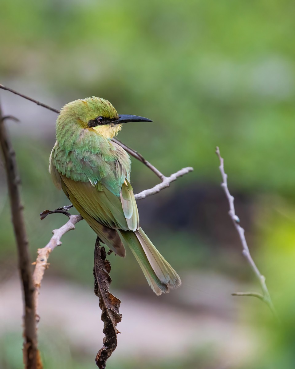 Asian Green Bee-eater - ML540166431