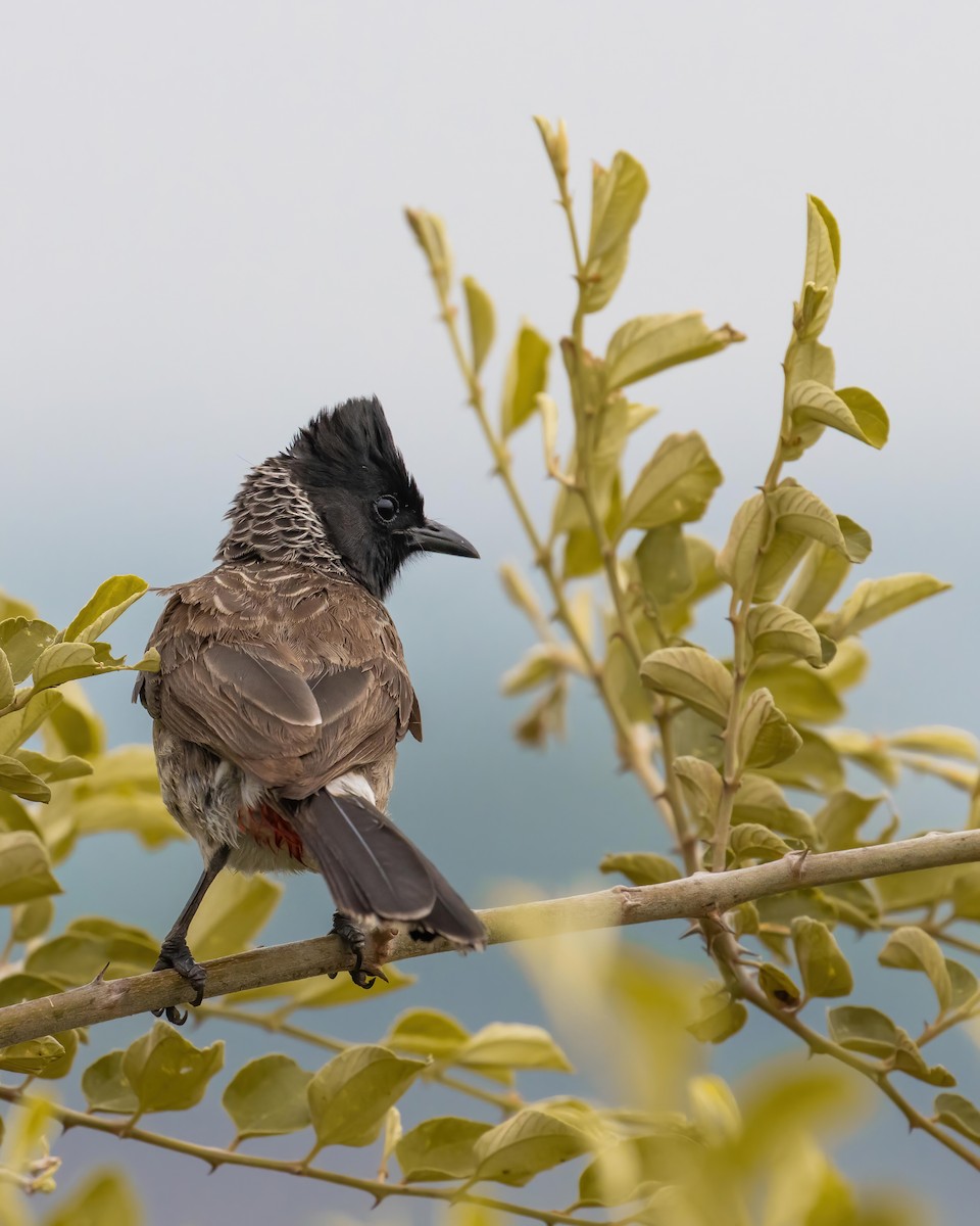Red-vented Bulbul - ML540166491