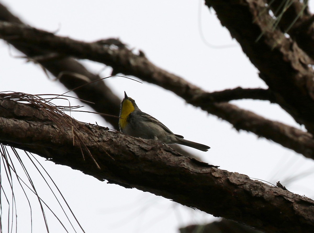 Olive-capped Warbler - ML540167201